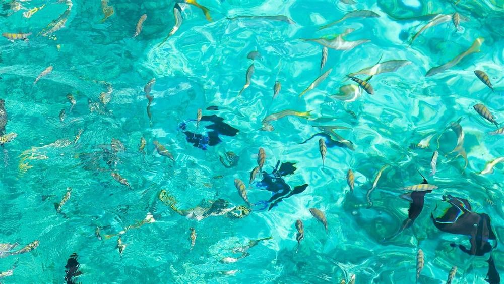 The Marlin At Taino Beach Resort Freeport Bagian luar foto